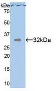MyBioSource MBS2006055 image 1