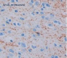 MyBioSource MBS2006055 image 2