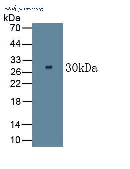 MyBioSource MBS2006382 image 1