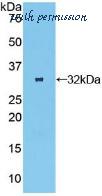 MyBioSource MBS2006458 image 1