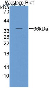 MyBioSource MBS2006495 image 1