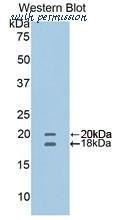 MyBioSource MBS2006741 image 1