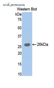 MyBioSource MBS2006778 image 1