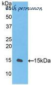 MyBioSource MBS2006881 image 1