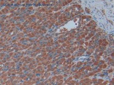 MyBioSource MBS2006941 image 3