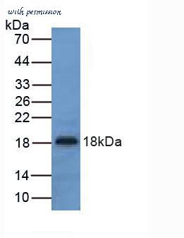 MyBioSource MBS2007025 image 1