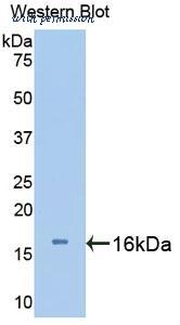 MyBioSource MBS2007025 image 2