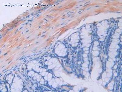 MyBioSource MBS2007025 image 3