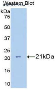 MyBioSource MBS2007286 image 1