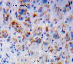 MyBioSource MBS2007286 image 2