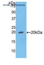 MyBioSource MBS2007322 image 1