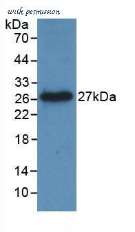 MyBioSource MBS2012494 image 2