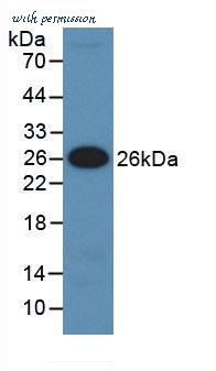 MyBioSource MBS2012550 image 1
