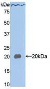 MyBioSource MBS2012555 image 1
