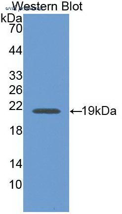 MyBioSource MBS2012676 image 1