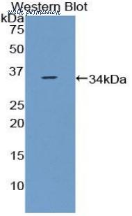 MyBioSource MBS2013724 image 1