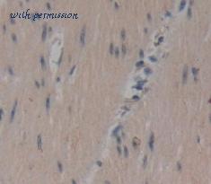 MyBioSource MBS2013724 image 2