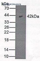 MyBioSource MBS2014259 image 1