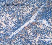 MyBioSource MBS2014313 image 2