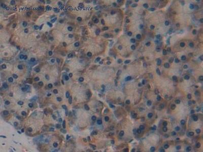 MyBioSource MBS2014313 image 3