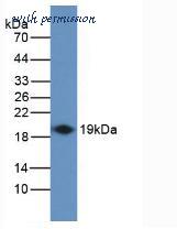 MyBioSource MBS2014404 image 1