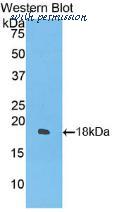 MyBioSource MBS2014404 image 2