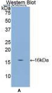 MyBioSource MBS2014578 image 1