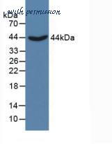 MyBioSource MBS2014844 image 1
