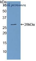 MyBioSource MBS2014844 image 2