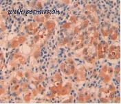 MyBioSource MBS2014844 image 3