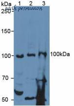 MyBioSource MBS2016164 image 1