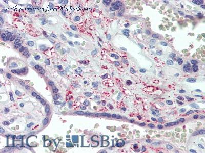 MyBioSource MBS2016164 image 3