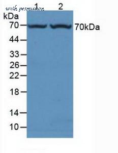 MyBioSource MBS2016213 image 1
