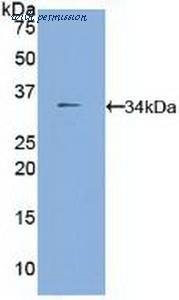 MyBioSource MBS2016213 image 2
