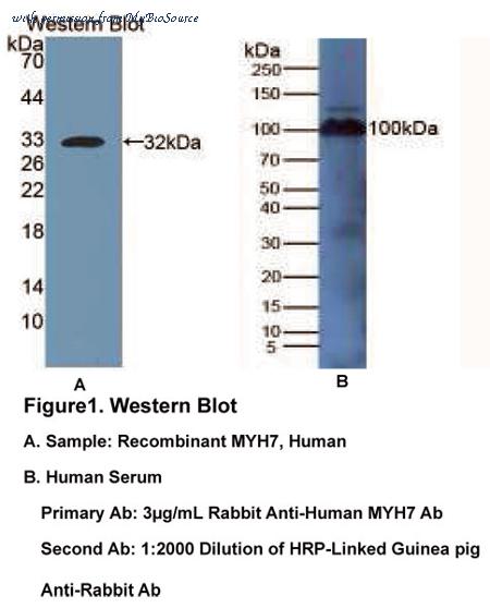 MyBioSource MBS2016664 image 1