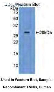 MyBioSource MBS2017127 image 1
