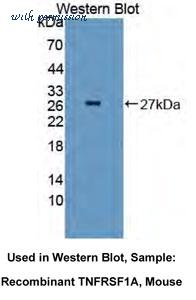 MyBioSource MBS2017626 image 1