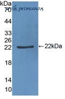 MyBioSource MBS2017838 image 1