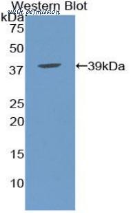 MyBioSource MBS2018207 image 1