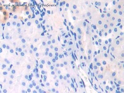 MyBioSource MBS2018207 image 2
