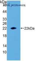MyBioSource MBS2025217 image 1