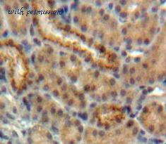 MyBioSource MBS2025217 image 2