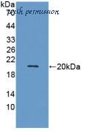MyBioSource MBS2025637 image 2