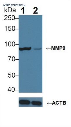 MyBioSource MBS2025637 image 3