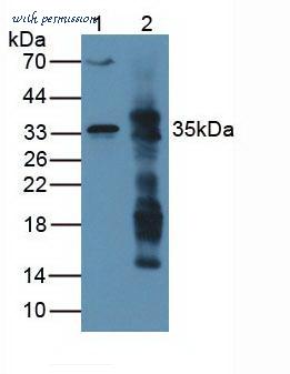 MyBioSource MBS2025650 image 1