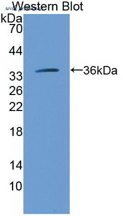MyBioSource MBS2025650 image 2