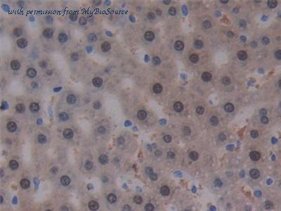 MyBioSource MBS2025650 image 3