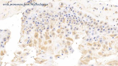 MyBioSource MBS2025767 image 1