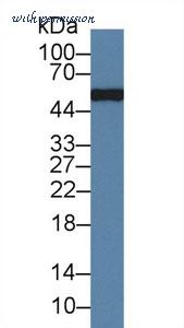 MyBioSource MBS2025784 image 1