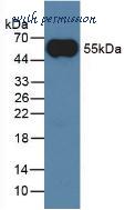 MyBioSource MBS2025784 image 2